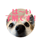 ナッツスタンプ⑧（個別スタンプ：27）