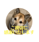 ナッツスタンプ⑧（個別スタンプ：32）