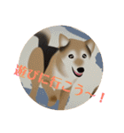 ナッツスタンプ⑧（個別スタンプ：36）