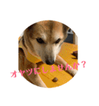 ナッツスタンプ⑧（個別スタンプ：38）