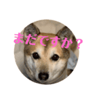 ナッツスタンプ⑧（個別スタンプ：39）