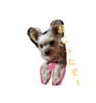 ヨーキーさっちゃんvol.1（個別スタンプ：6）