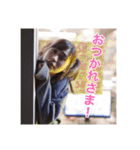クロロとゆめな 実写スタンプ ver.1（個別スタンプ：13）