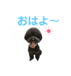 むく＆きゅうのスタンプ第1弾☆（個別スタンプ：1）