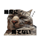 むく＆きゅうのスタンプ第1弾☆（個別スタンプ：6）