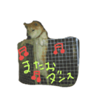 またお（個別スタンプ：1）