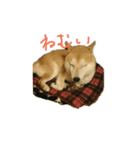 またお（個別スタンプ：2）
