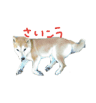 またお（個別スタンプ：5）