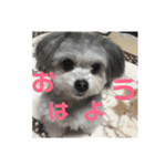 うぃるたん（個別スタンプ：1）