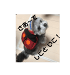 うぃるたん（個別スタンプ：6）