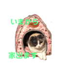 スコマンチのもちこさん（個別スタンプ：3）