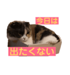 スコマンチのもちこさん（個別スタンプ：7）