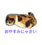 スコマンチのもちこさん（個別スタンプ：8）