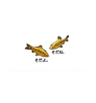 お魚さんたち001（個別スタンプ：1）