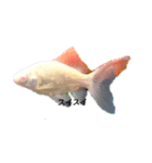 お魚さんたち001（個別スタンプ：2）