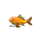 お魚さんたち001（個別スタンプ：3）