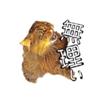 ハスキーのバディちゃん（個別スタンプ：14）