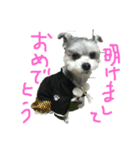マルチワうるたん（個別スタンプ：1）