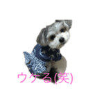 マルチワうるたん（個別スタンプ：8）