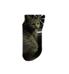 キジトラ トキ（個別スタンプ：7）