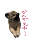 むぎのなかまたち＊（個別スタンプ：18）