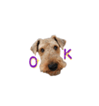 Terriers 1（個別スタンプ：1）