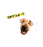 Terriers 1（個別スタンプ：2）