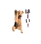 Terriers 1（個別スタンプ：3）