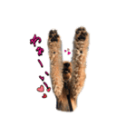 Terriers 1（個別スタンプ：4）