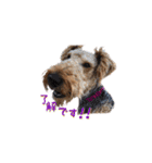 Terriers 1（個別スタンプ：5）