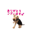 Terriers 1（個別スタンプ：7）