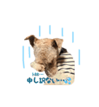 Terriers 1（個別スタンプ：10）