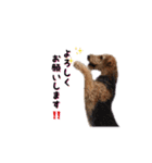 Terriers 1（個別スタンプ：11）