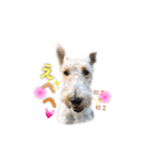Terriers 1（個別スタンプ：12）