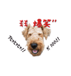 Terriers 1（個別スタンプ：13）