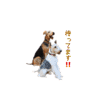 Terriers 1（個別スタンプ：14）