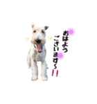 Terriers 1（個別スタンプ：15）