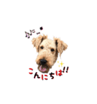 Terriers 1（個別スタンプ：16）