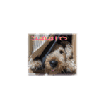 Terriers 1（個別スタンプ：17）