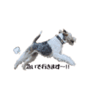 Terriers 1（個別スタンプ：19）