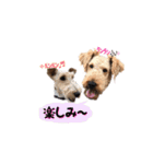 Terriers 1（個別スタンプ：20）