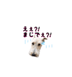 Terriers 1（個別スタンプ：21）
