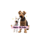 Terriers 1（個別スタンプ：24）