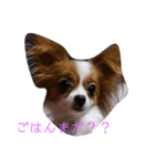 我が家の愉快なわんこたち（個別スタンプ：2）
