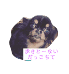 我が家の愉快なわんこたち（個別スタンプ：3）