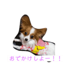 我が家の愉快なわんこたち（個別スタンプ：6）