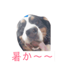 我が家の愉快なわんこたち（個別スタンプ：7）