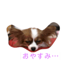 我が家の愉快なわんこたち（個別スタンプ：8）
