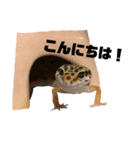 うちのレオパたち（個別スタンプ：5）