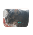 leo れおののんびり日常スタンプ（個別スタンプ：11）